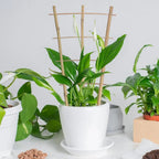 Small bamboo ladder trellis for climbing indoor plants