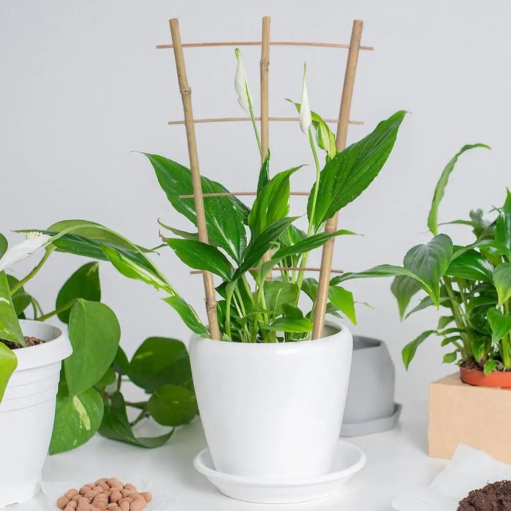 Small bamboo ladder trellis for climbing indoor plants