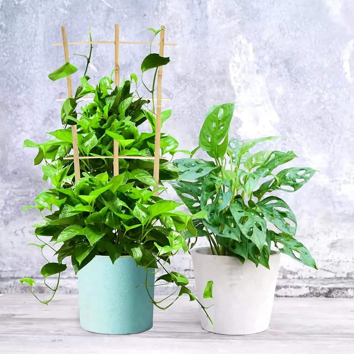 Small bamboo ladder trellis for climbing indoor plants