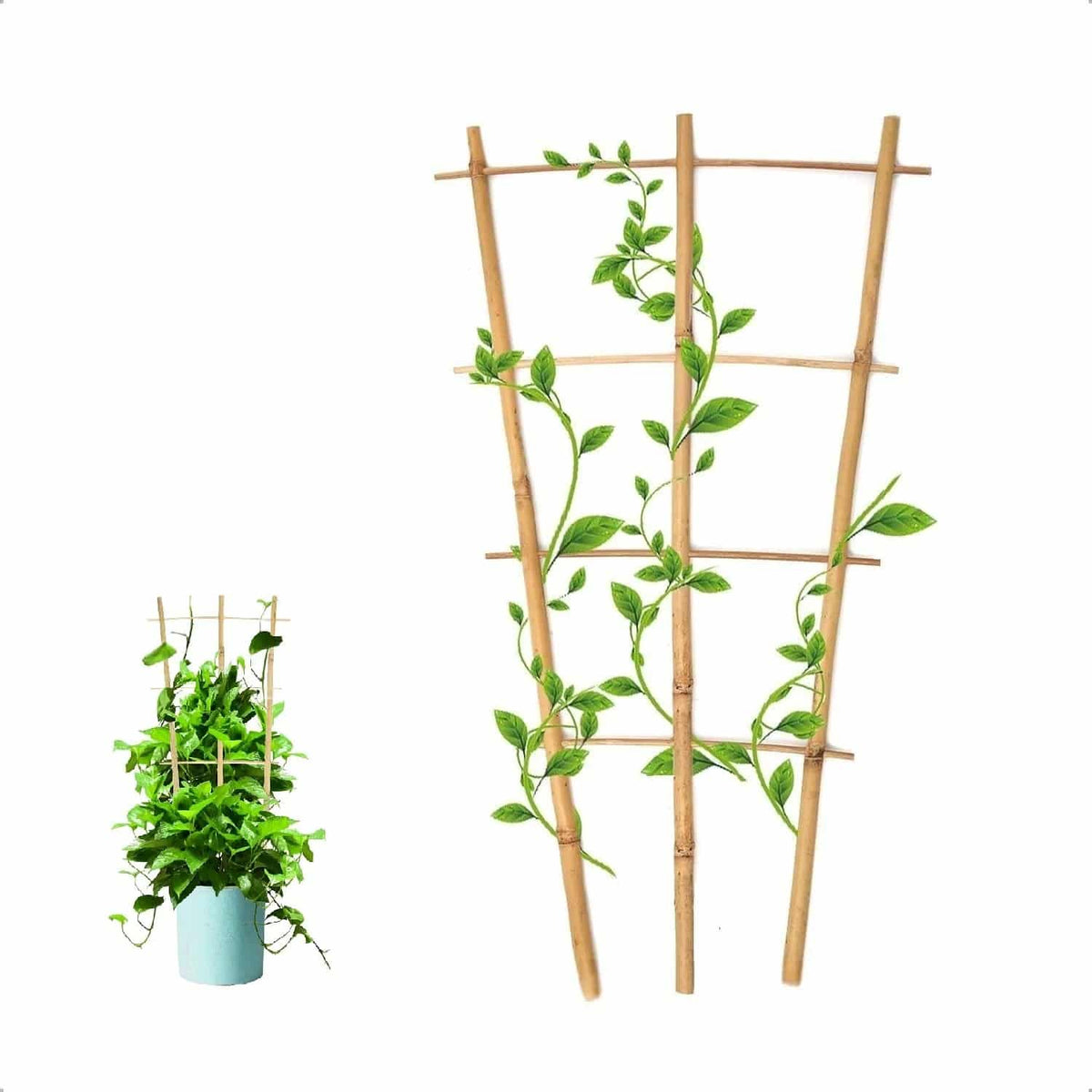 Natural Bamboo, a Plant Ally