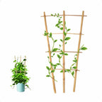 Small bamboo ladder trellis for climbing indoor plants