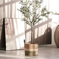Natural woven basket with green stripes holding a small olive tree