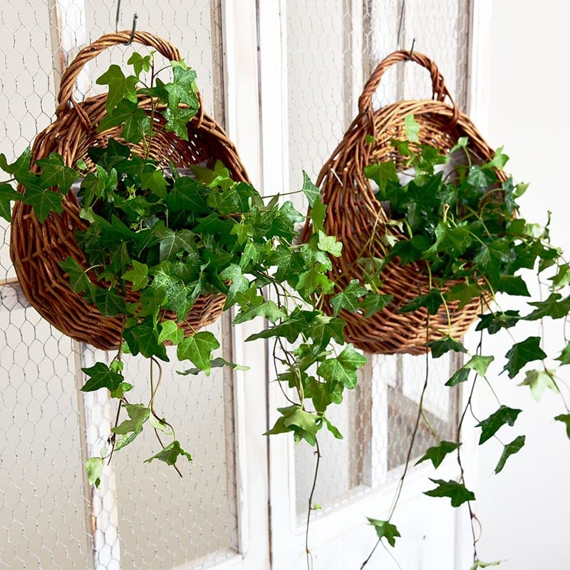 Two hanging rattan wall baskets filled with ivy