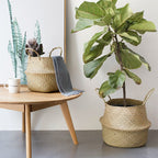 Three small woven belly baskets hanging on wall hooks with plants