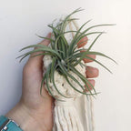 Cotton macrame hanging plant baskets with air plants