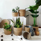 Natural woven storage baskets with handles and plants