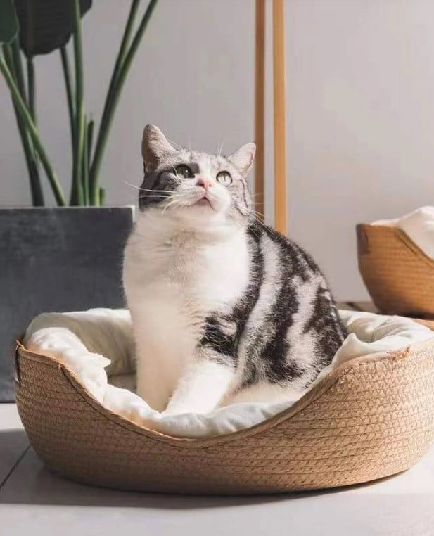 Round woven pet bed with plush removable cushions