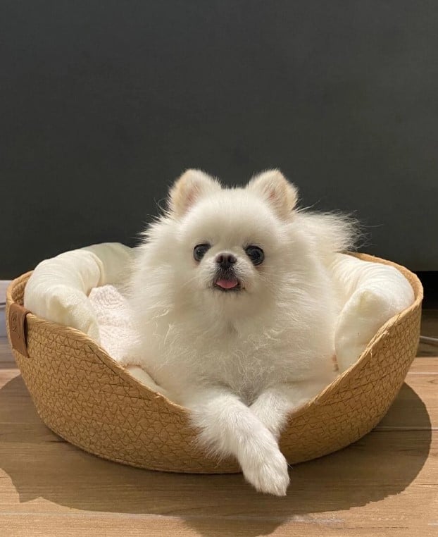 Round woven pet bed with plush removable cushions
