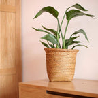 Three straight sided woven cylinder baskets on a shelf