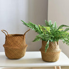 Woven belly plant baskets holding ferns