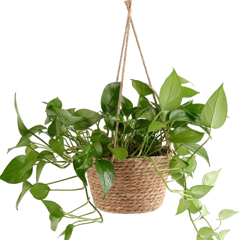 Hand woven rattan hanging planter for a balcony or pergola