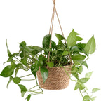 Hand woven rattan hanging planter for a balcony or pergola
